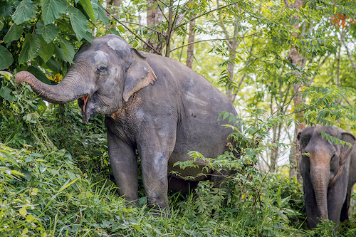Phuket's Most Ethical Elephant Sanctuary | Located in Paklok|