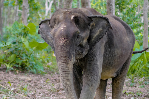 elephant trip phuket