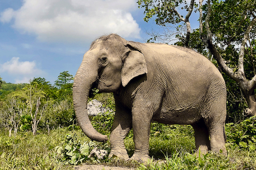 elephant trip phuket