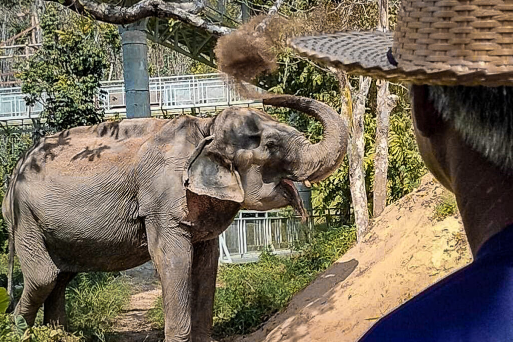 elephant tour phuket