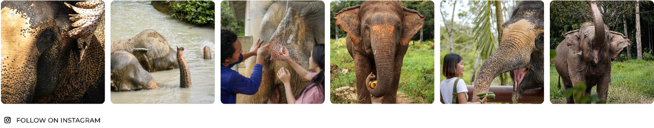 a man standing in front of an elephant