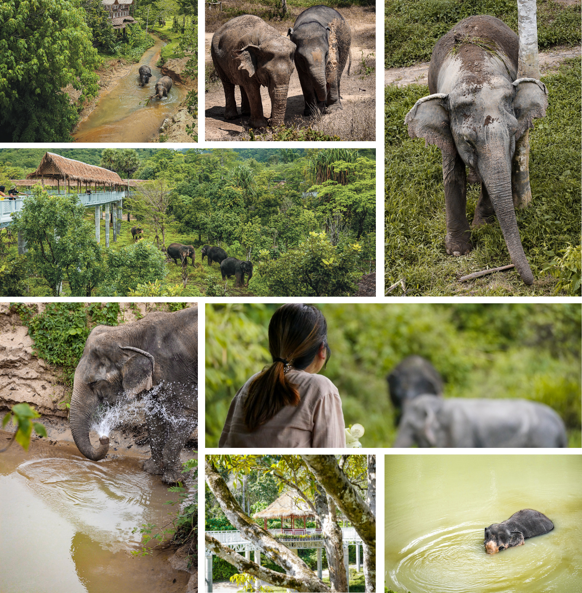 Gallery(1) a group of sheep eating grass on a sunny day