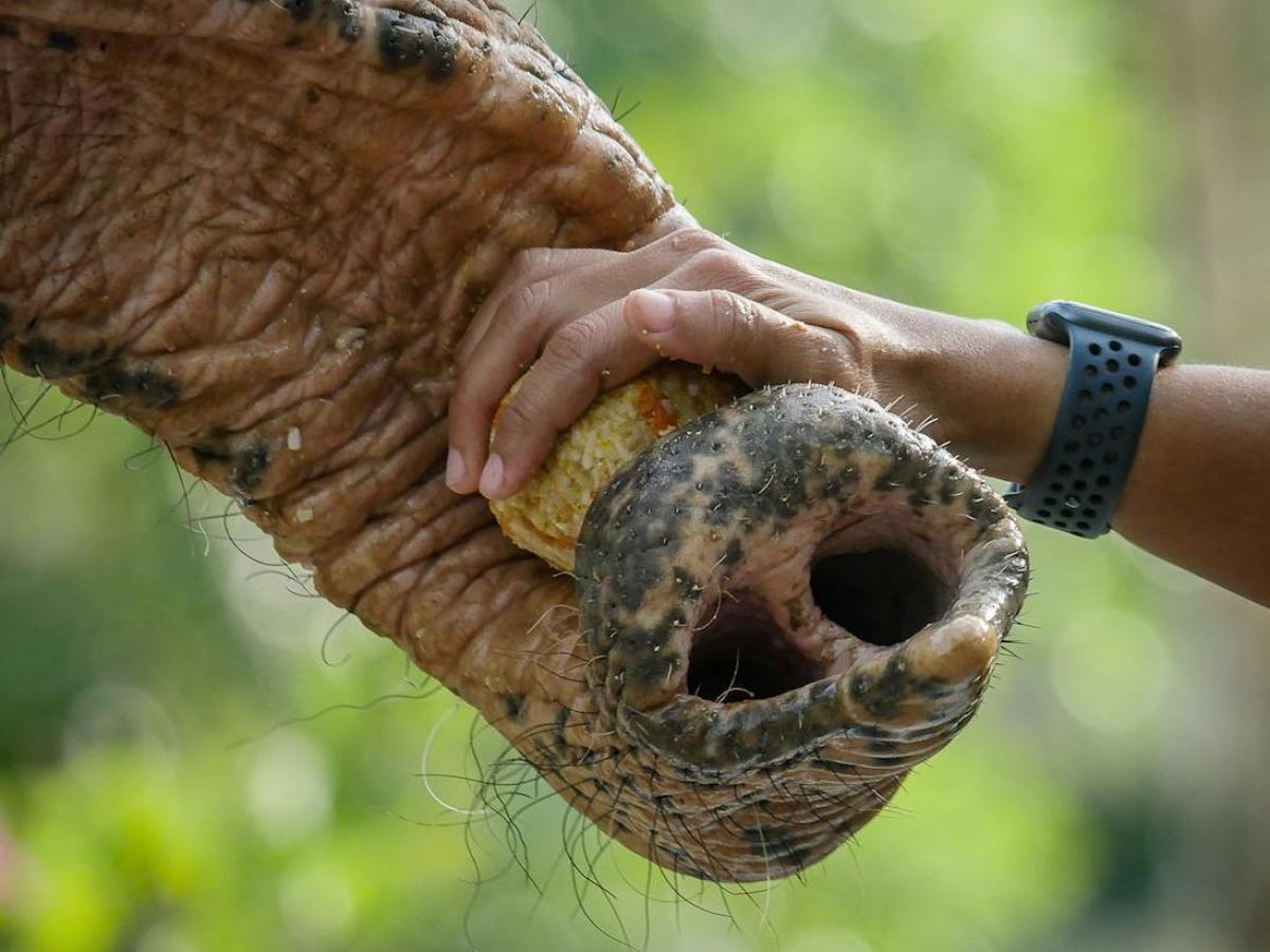 a close up of an animal