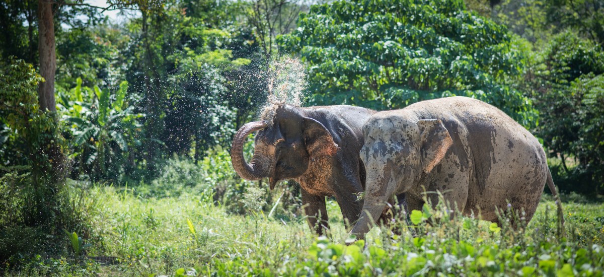 phuketelephantsanctuary_about_timeline-20XX