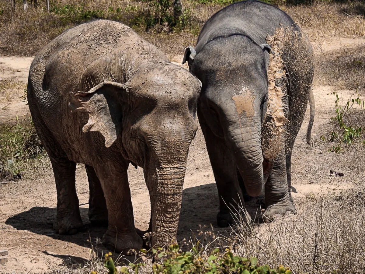 a baby elephant standing in the dirt