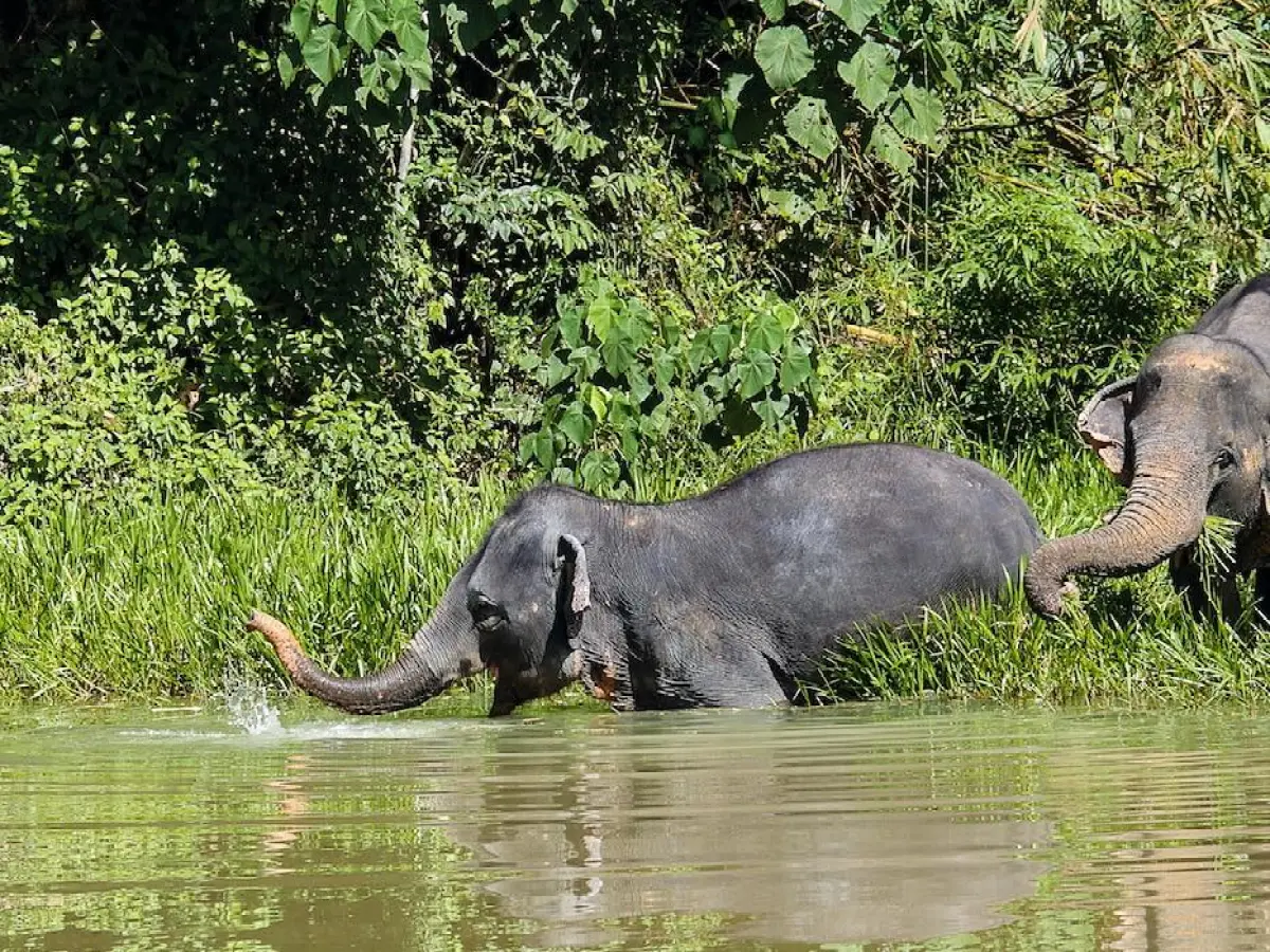 a baby elephant walking along a river next to a body of water