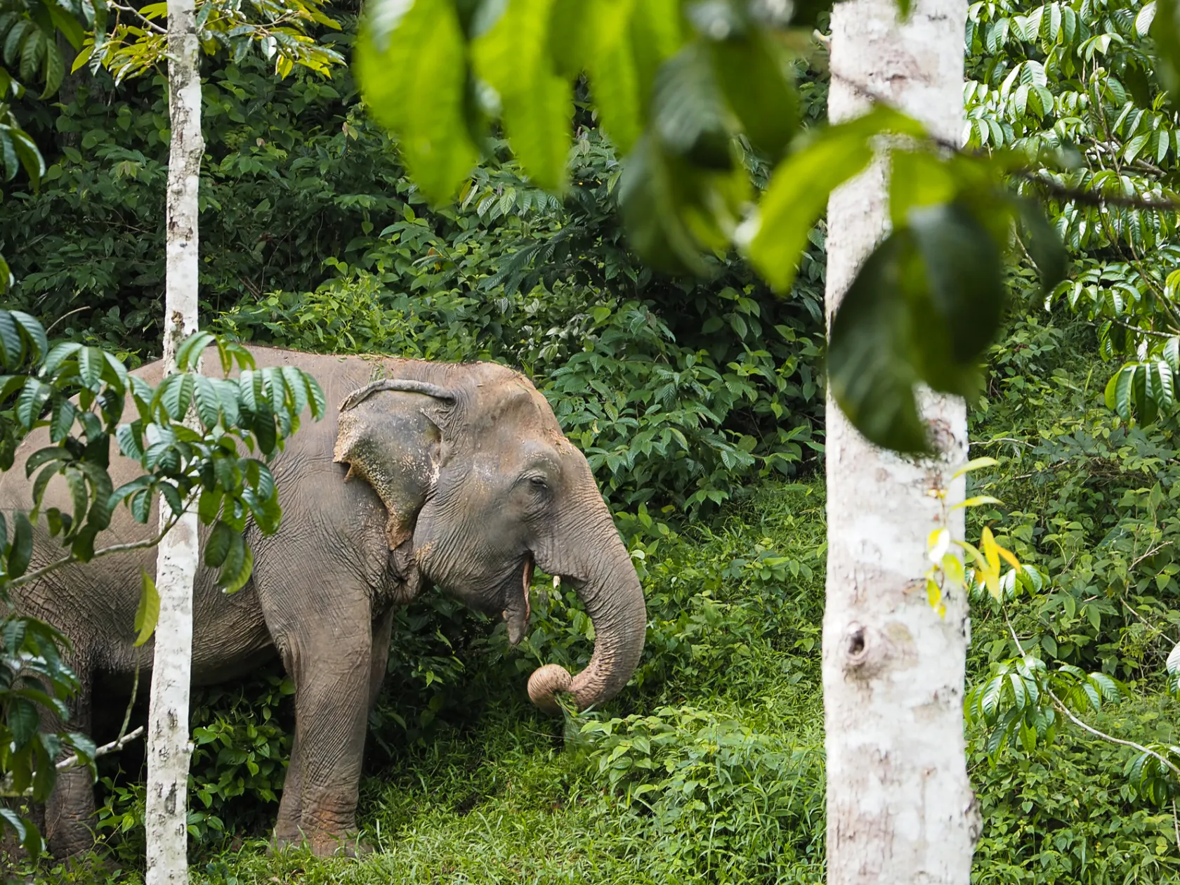 a herd of elephants standing next to a tree