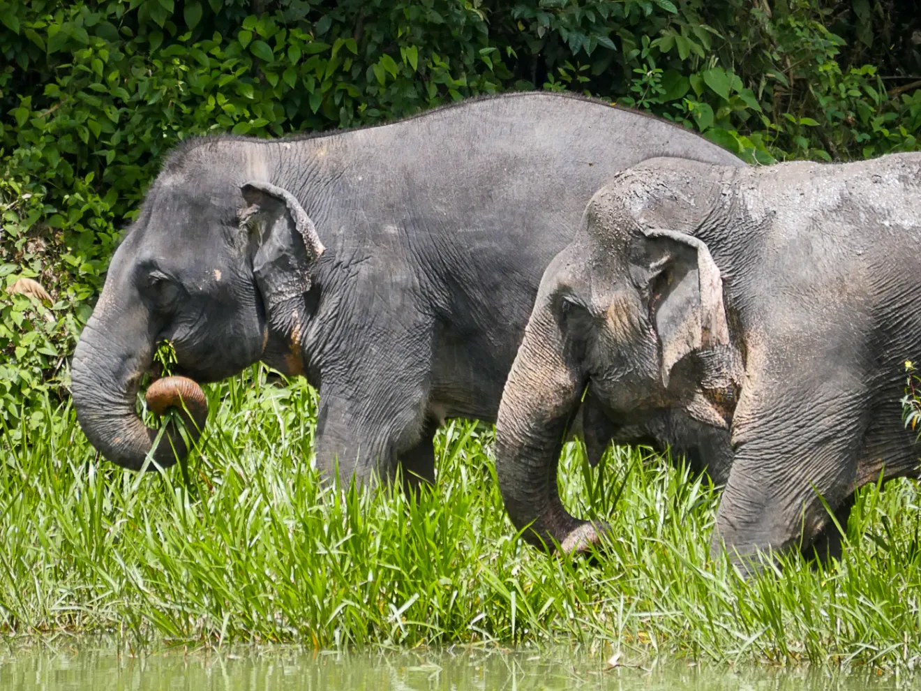 a baby elephant standing next to a body of water