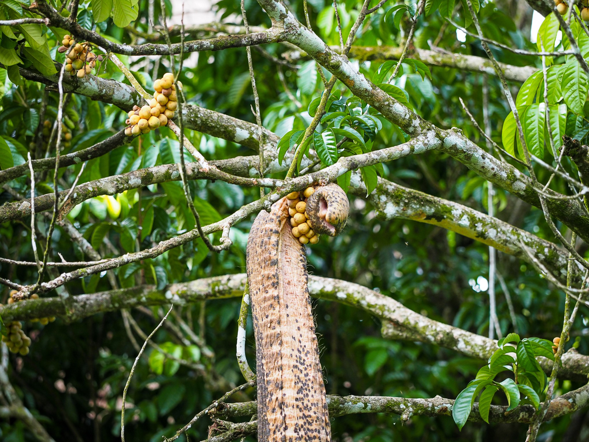 a bird perched on a tree branch