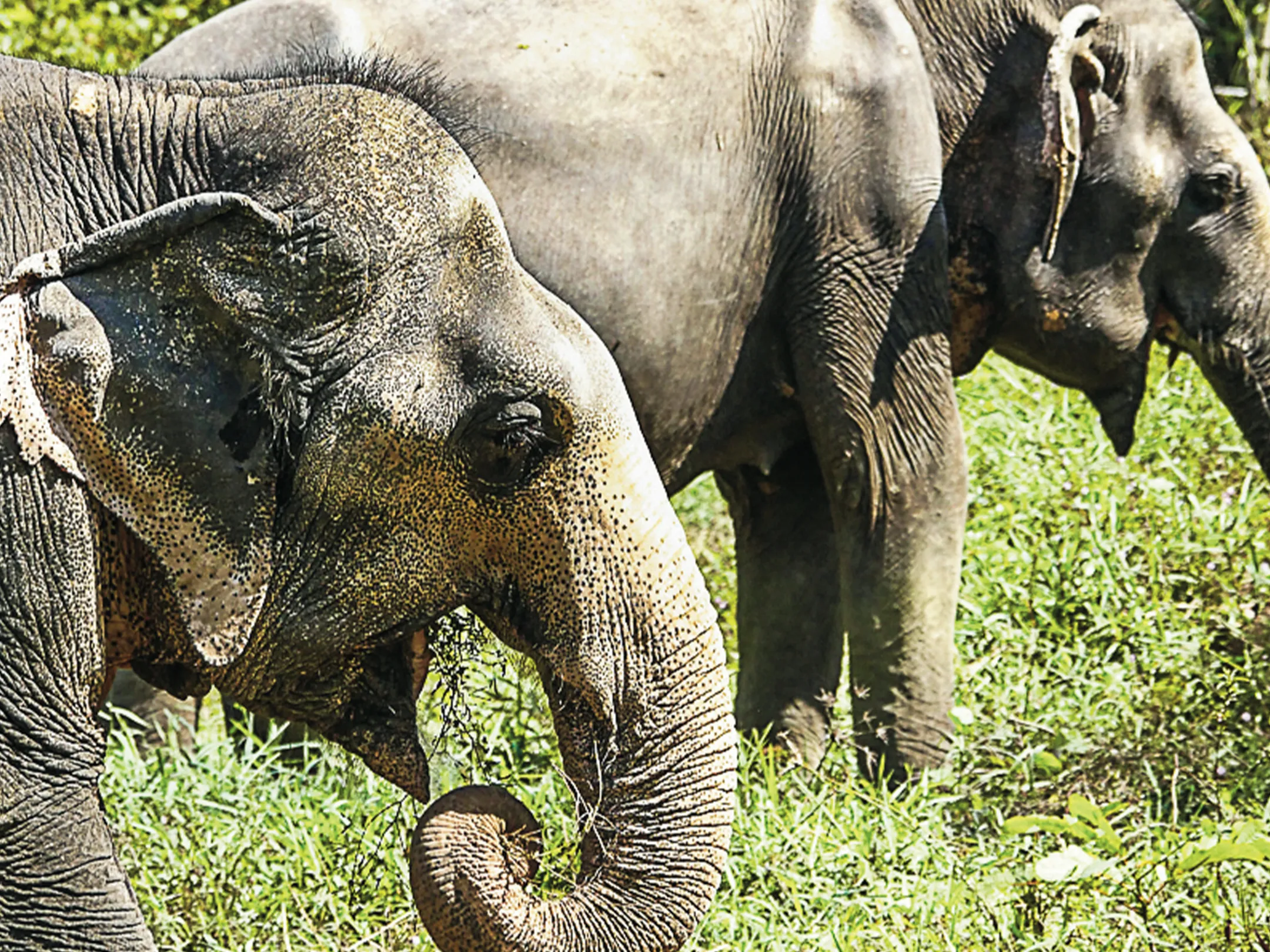 a mother and baby elephant standing in the grass