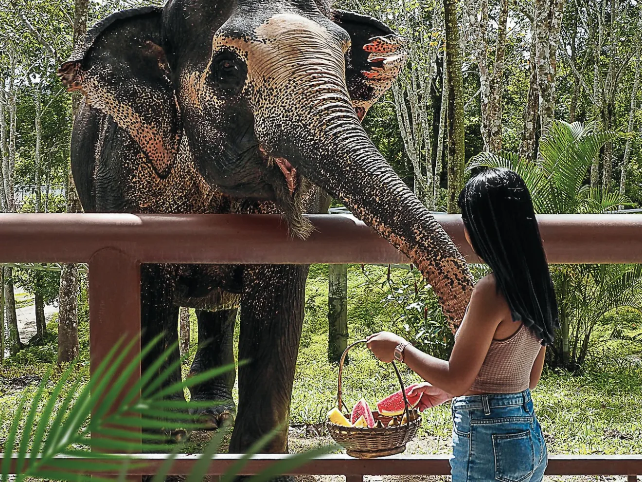 a lizard standing on an elephant