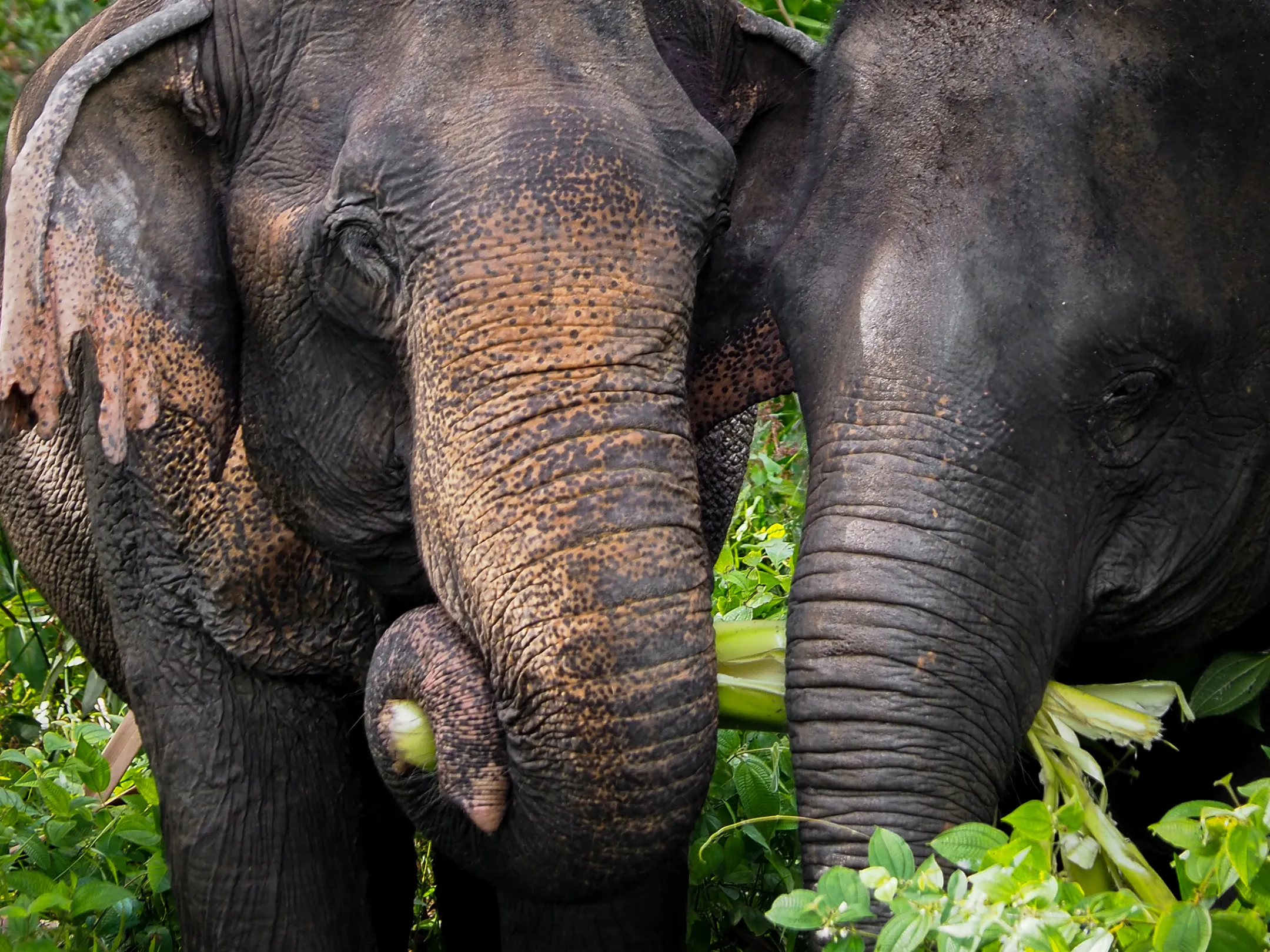 a large gray elephant standing next to a forest