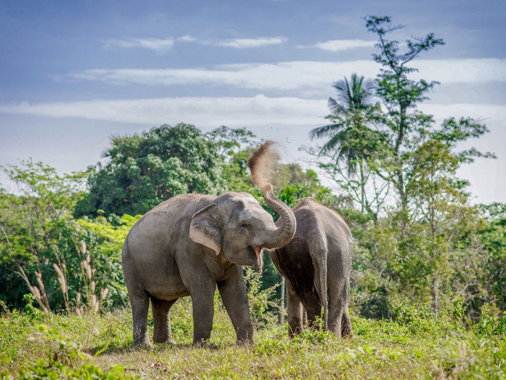 a elephant that is standing on a lush green field