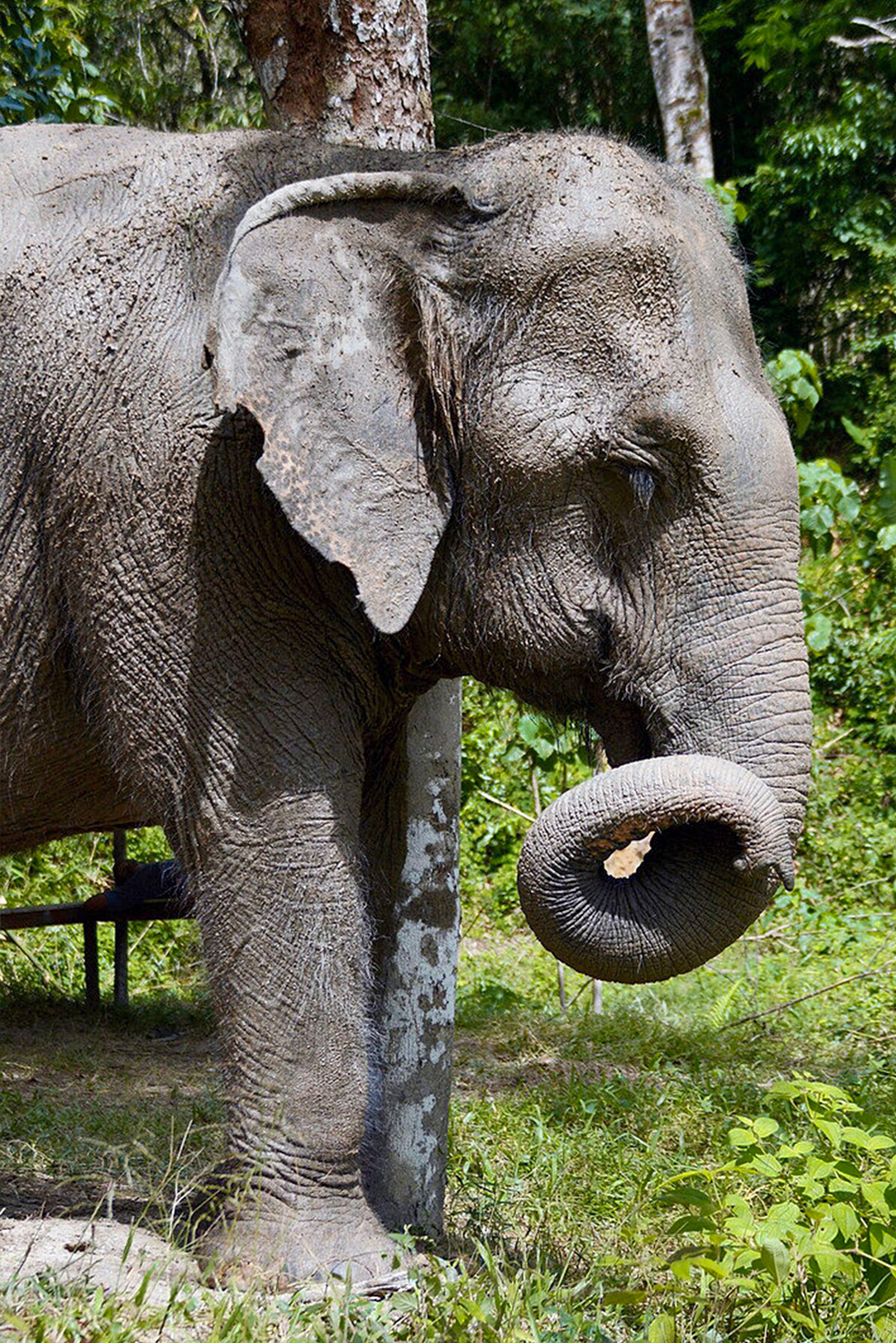 phuketelephantsanctuary_the_herd_baan-yen a elephant that is standing in the grass