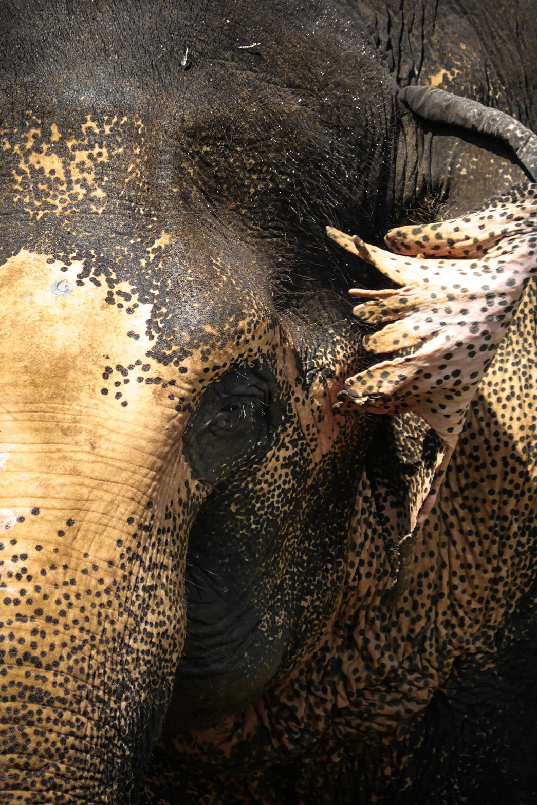 phuketelephantsanctuary_the_herd_cattleya a close up of an elephant