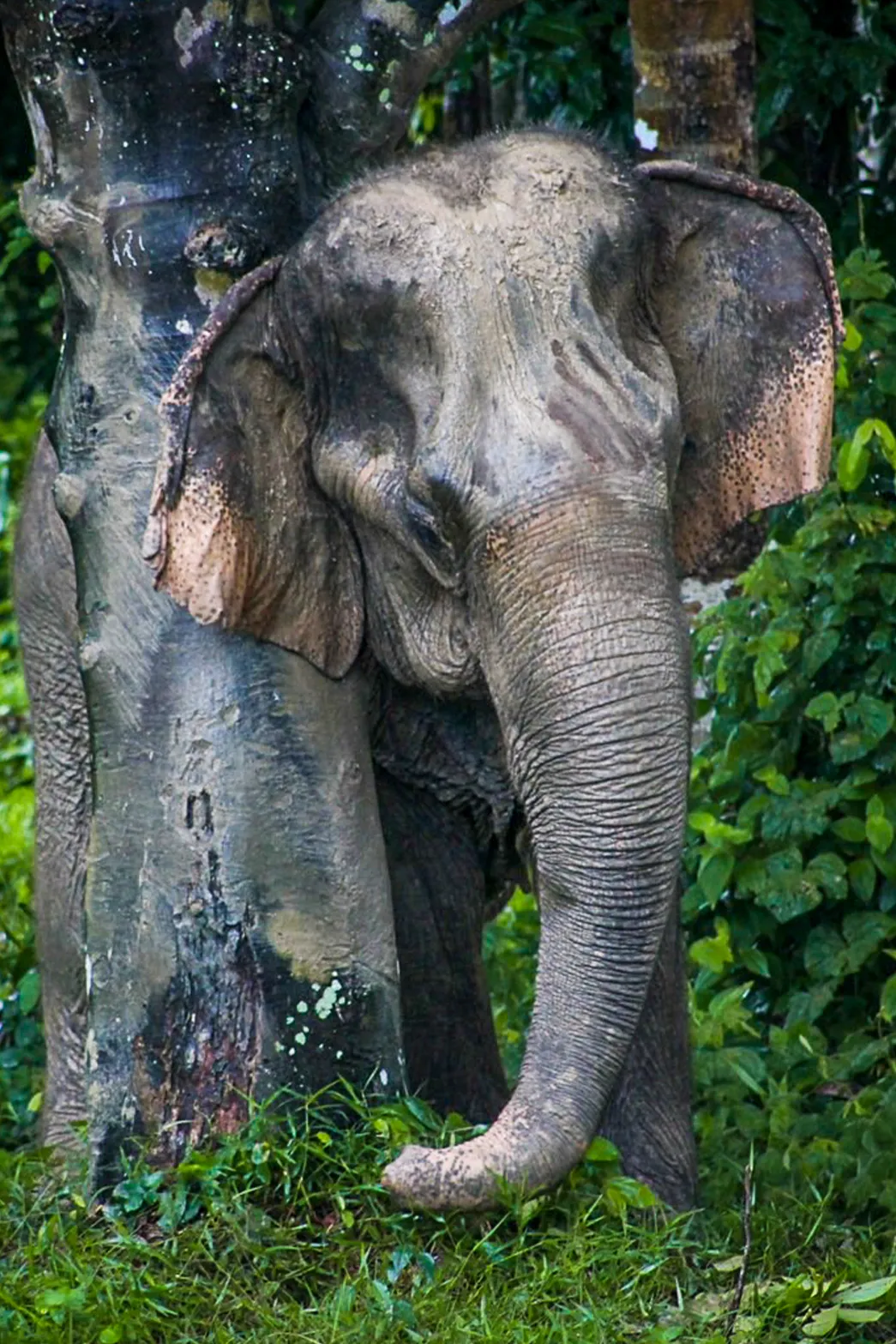phuketelephantsanctuary_the_herd_chaba a large elephant standing next to a forest