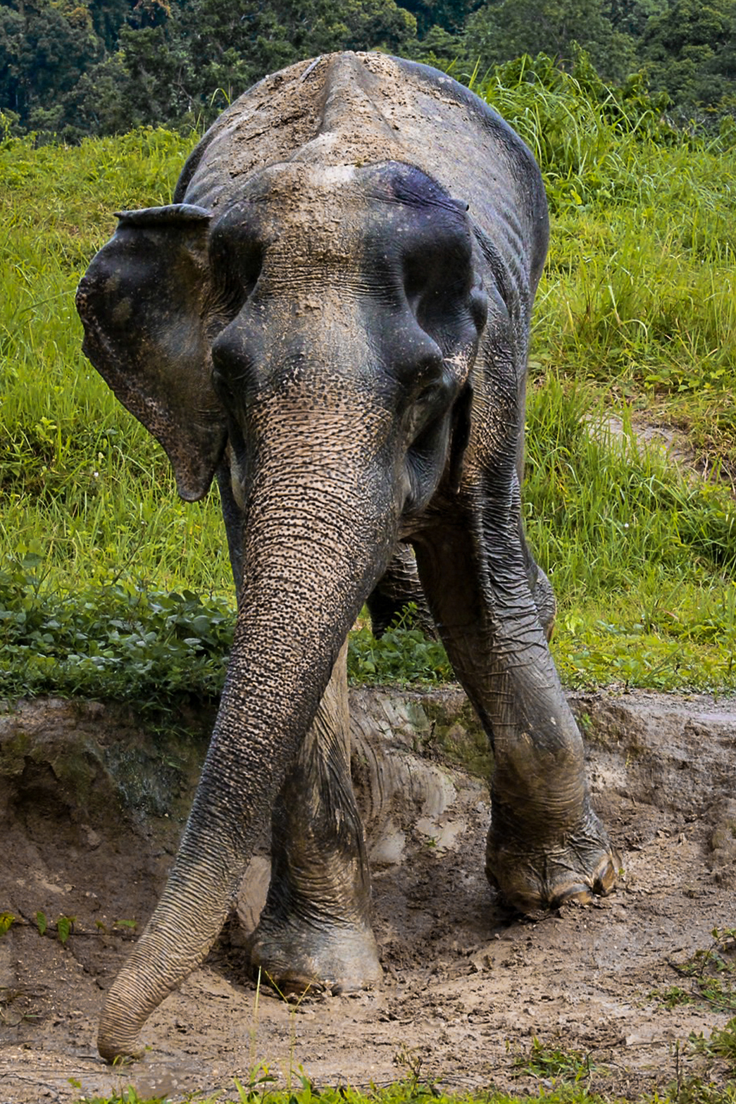 phuketelephantsanctuary_the_herd_daw-reung a elephant that is standing in the grass