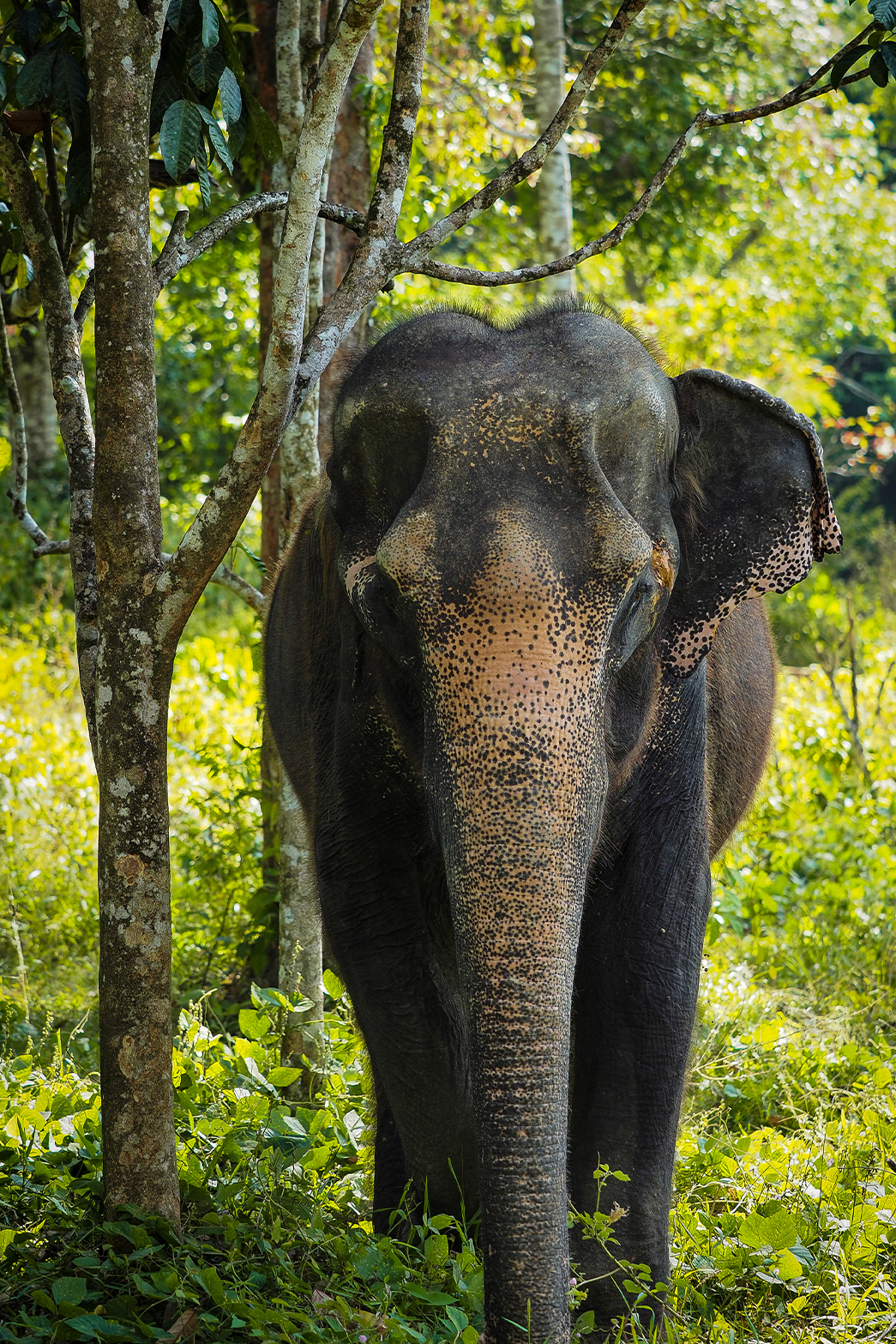 phuketelephantsanctuary_the_herd_dee-lerd a large elephant standing next to a forest