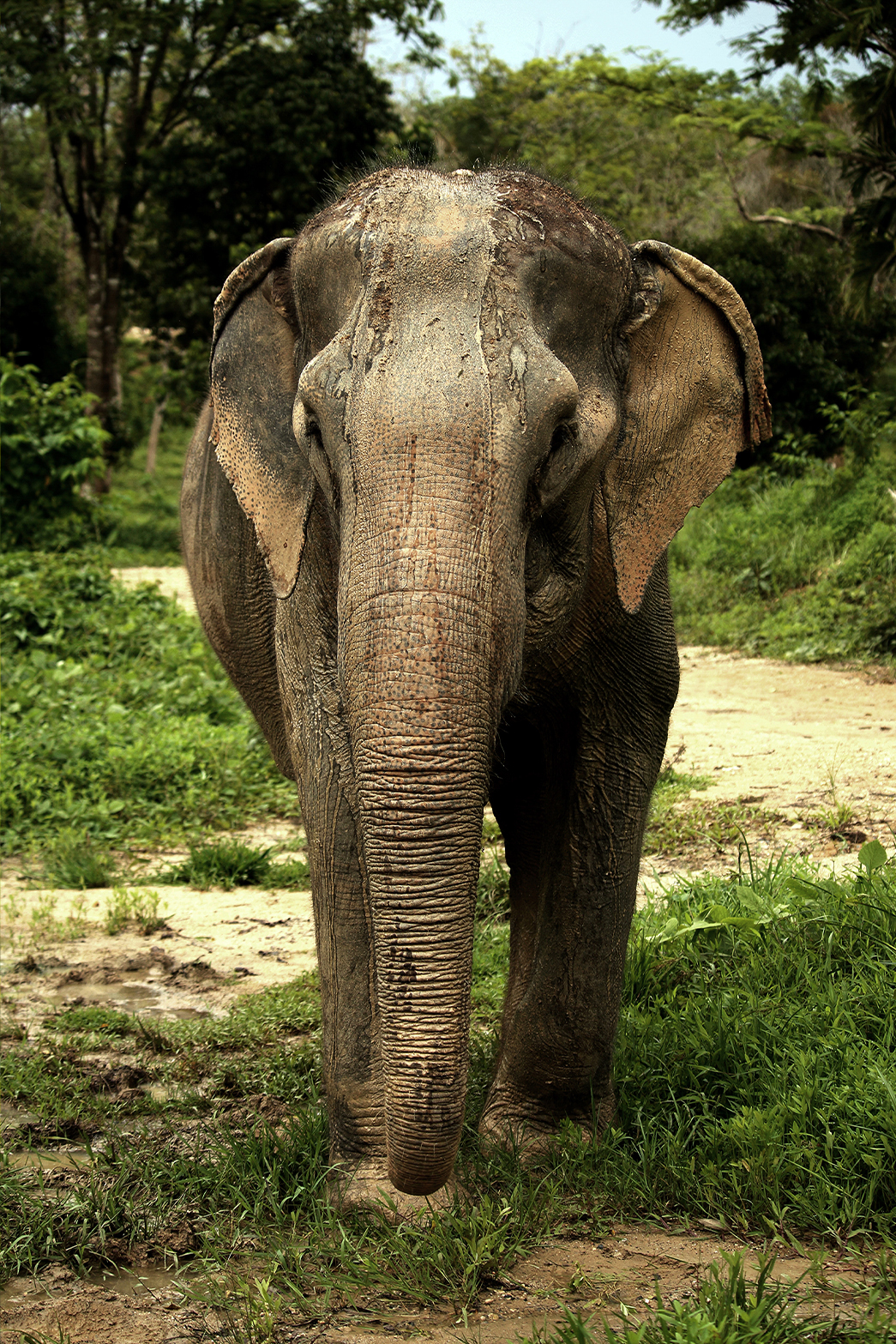 phuketelephantsanctuary_the_herd_dok-gaew a elephant that is standing in the dirt