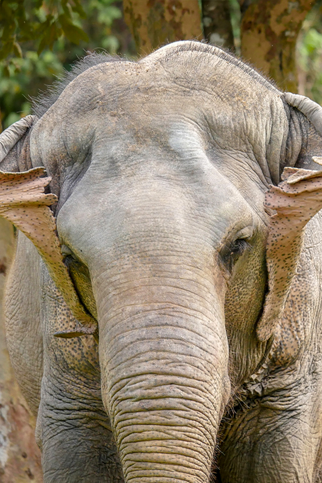 phuketelephantsanctuary_the_herd_fah-mui a close up of a baby elephant