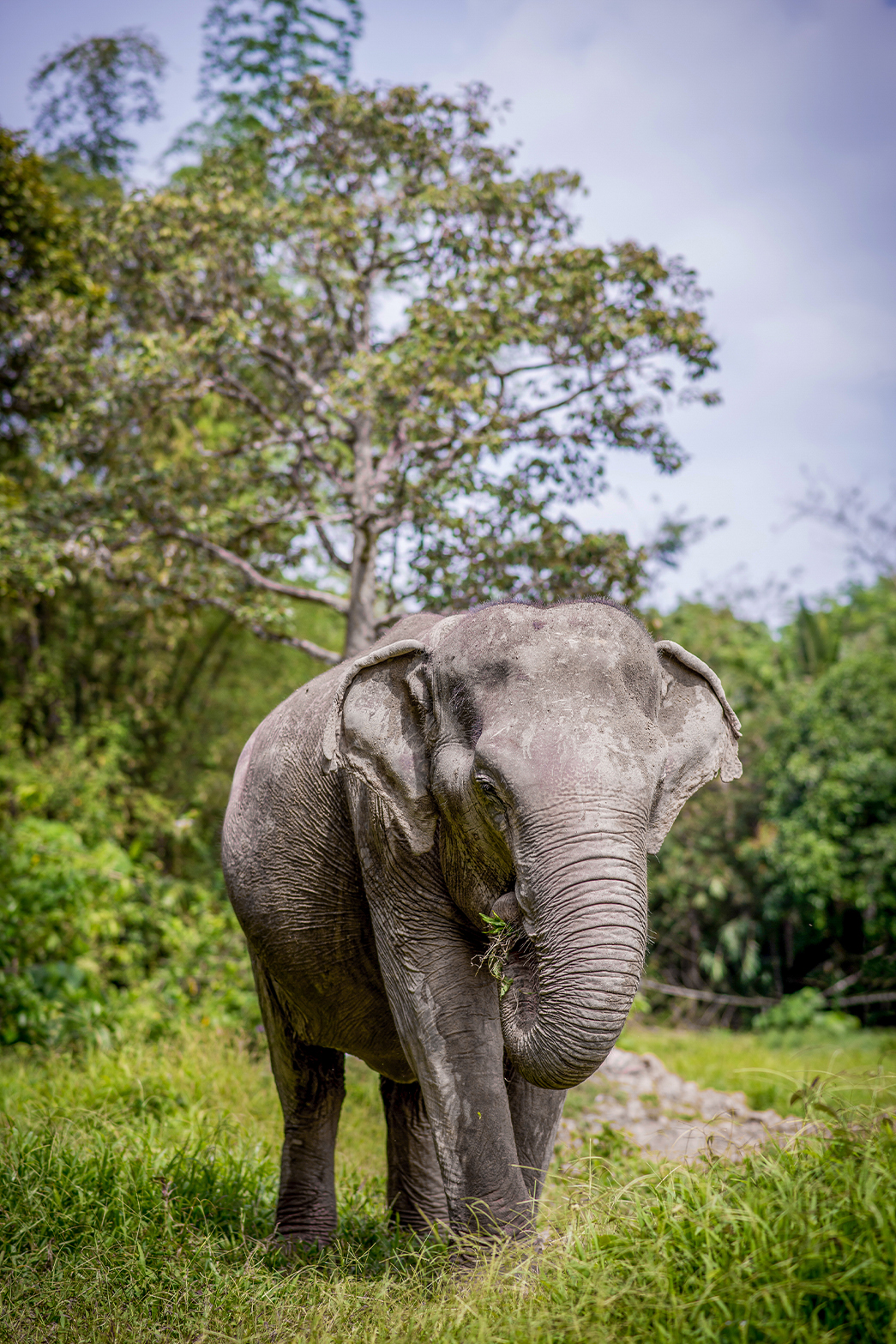 phuketelephantsanctuary_the_herd_gaew-ta a large gray elephant standing on top of a lush green field