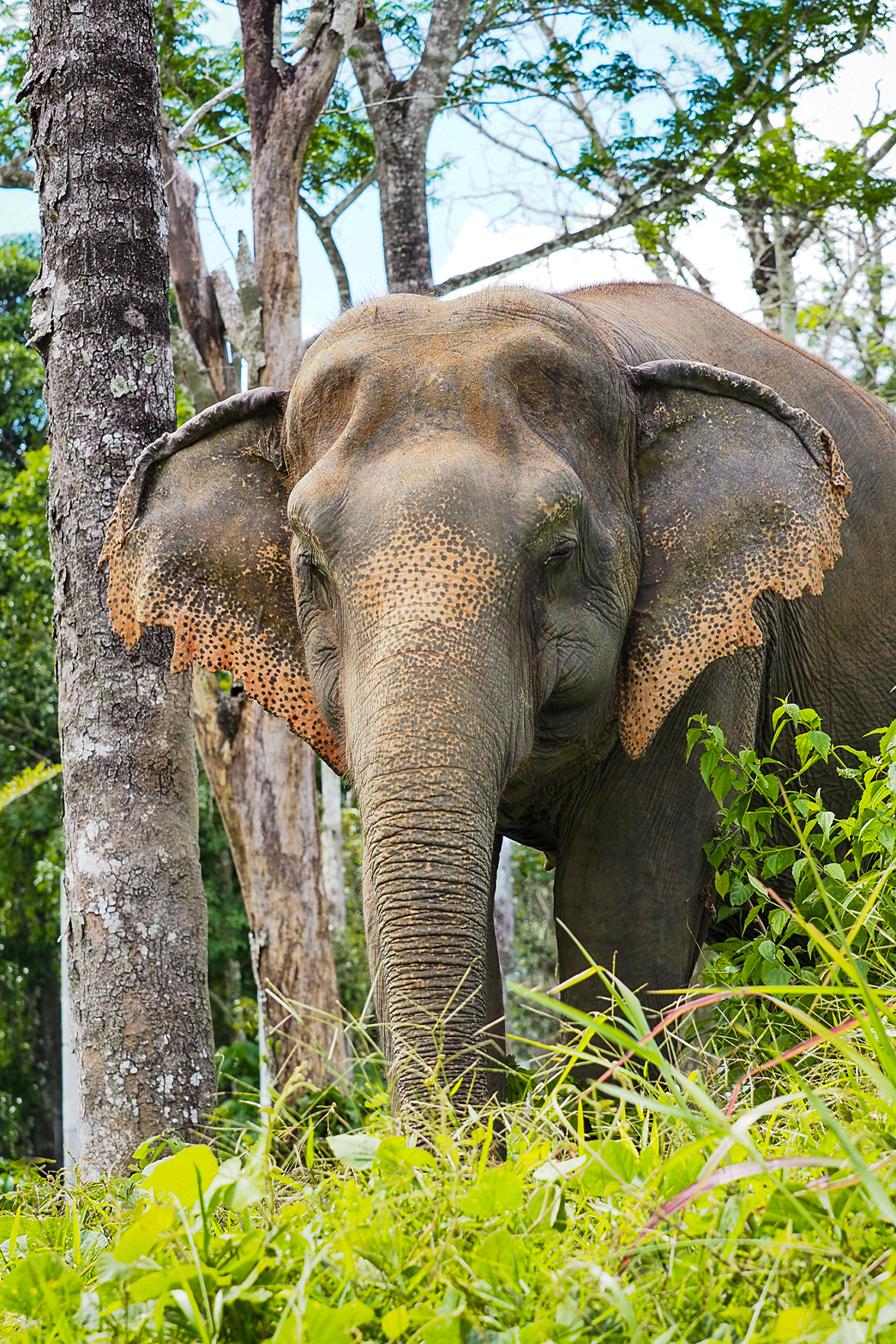 phuketelephantsanctuary_the_herd_jan-jao a large elephant standing next to a forest