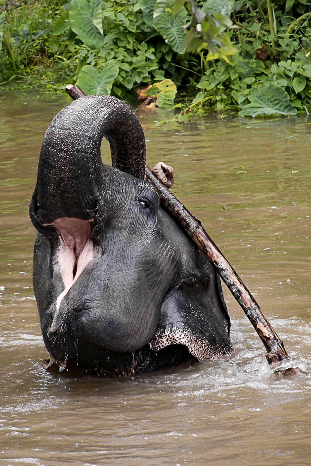 phuketelephantsanctuary_the_herd_kannika a large elephant standing next to a body of water