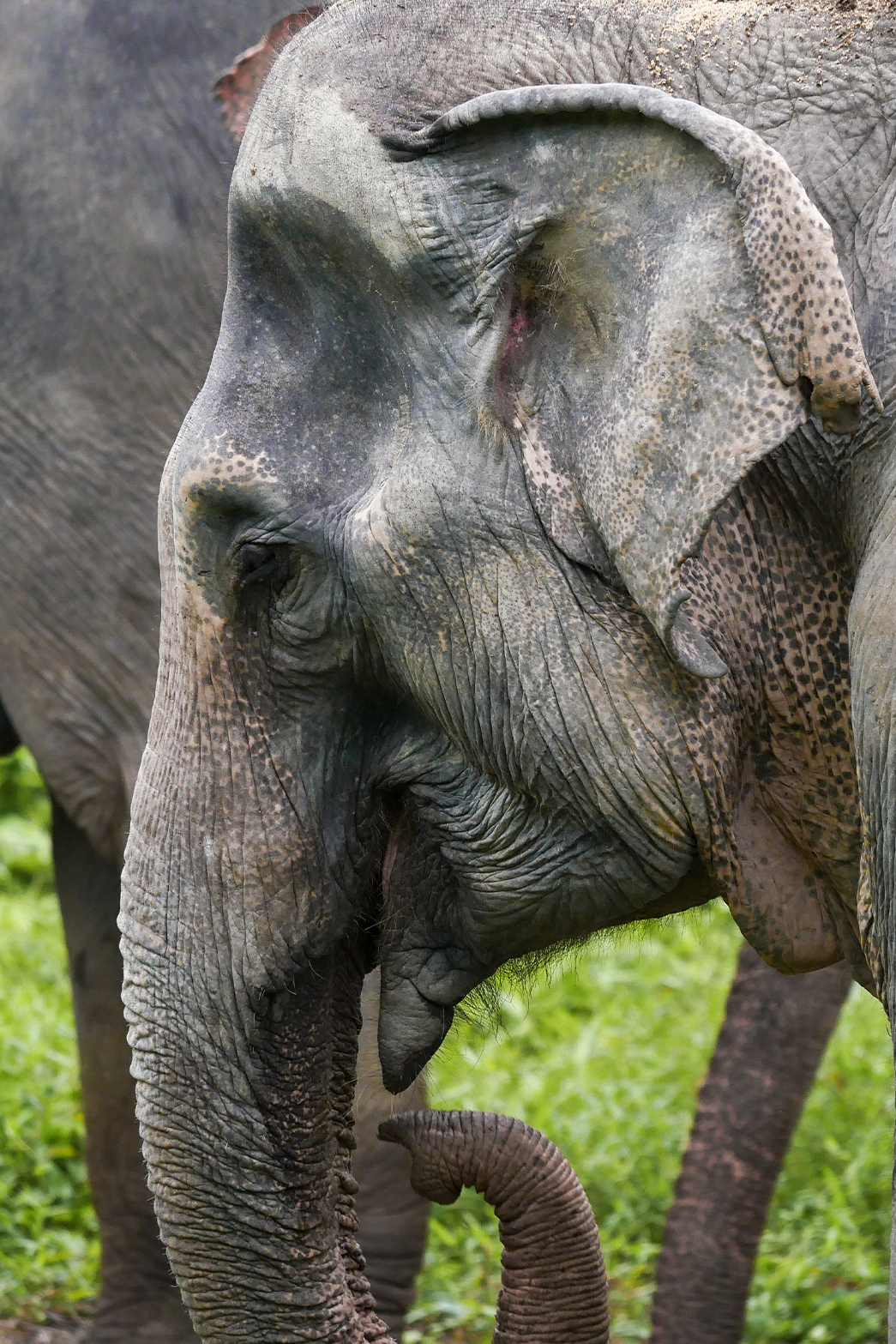 phuketelephantsanctuary_the_herd_madee a baby elephant