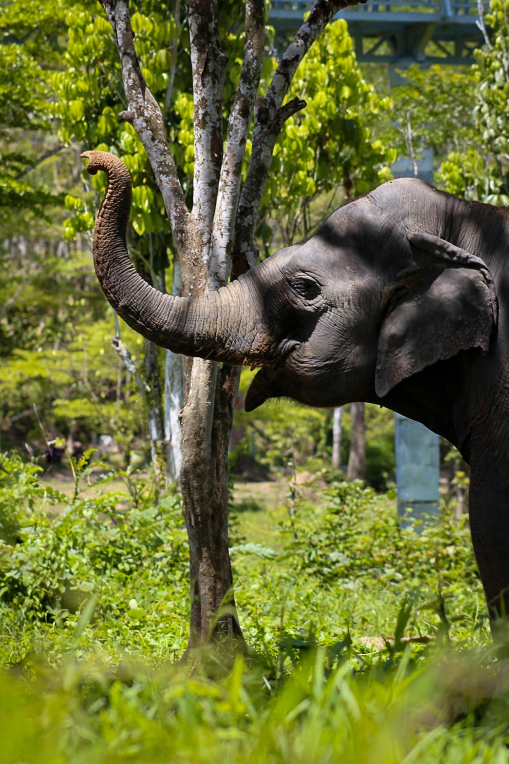 phuketelephantsanctuary_the_herd_mali a elephant that is standing in the grass