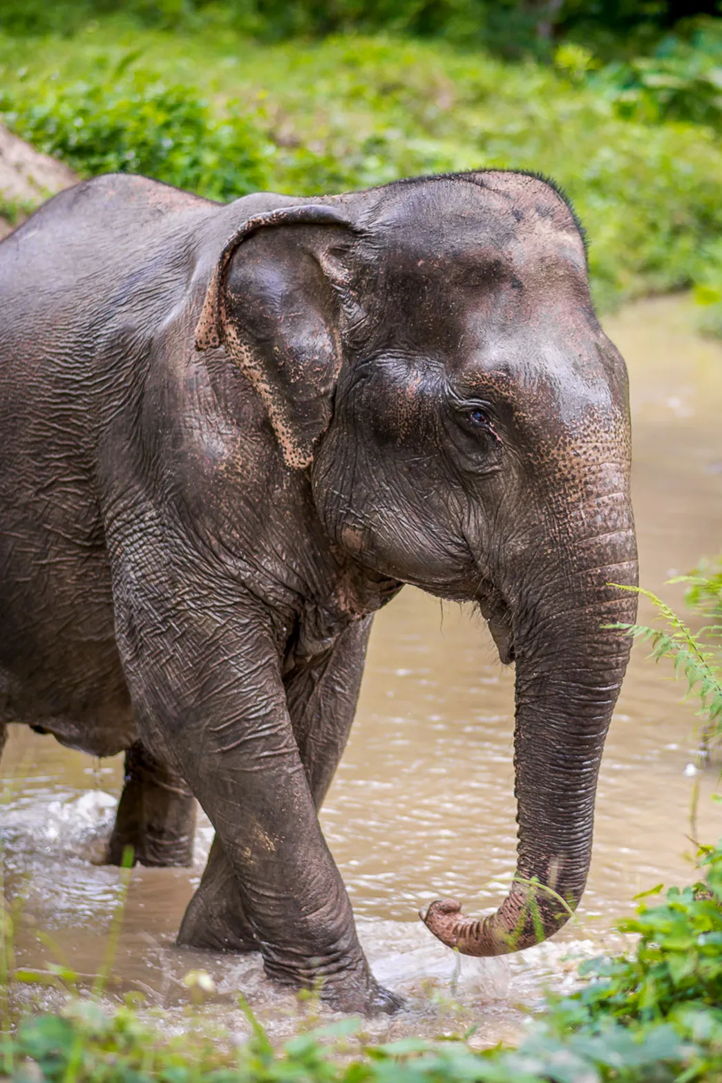 phuketelephantsanctuary_the_herd_richy a baby elephant standing next to a body of water