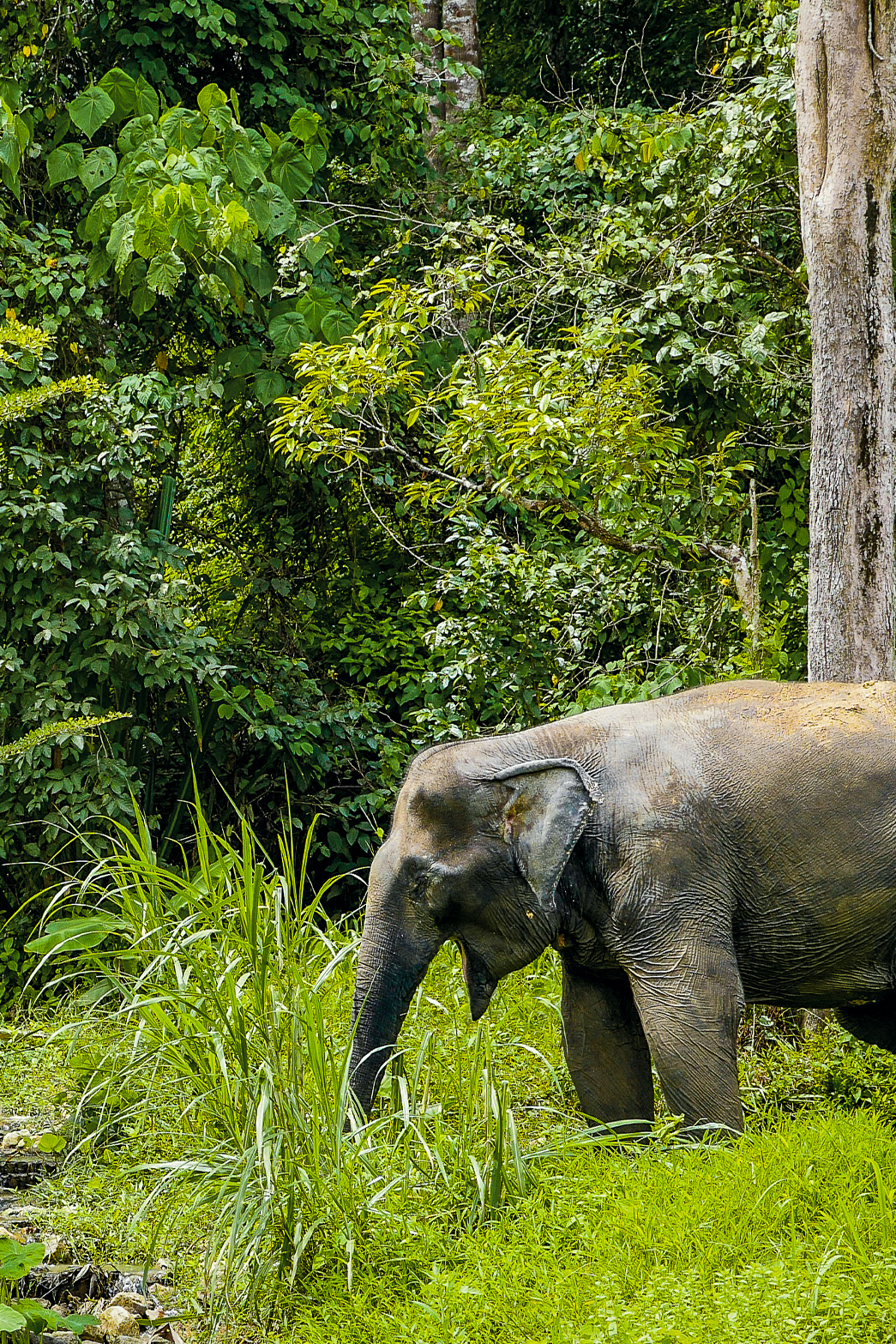 phuketelephantsanctuary_the_herd_sai-tong a elephant that is standing in the grass