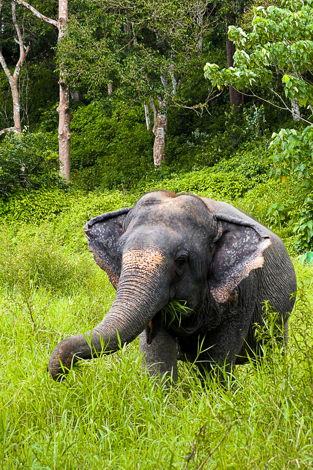phuketelephantsanctuary_the_herd_sri-nual a elephant that is standing in the grass
