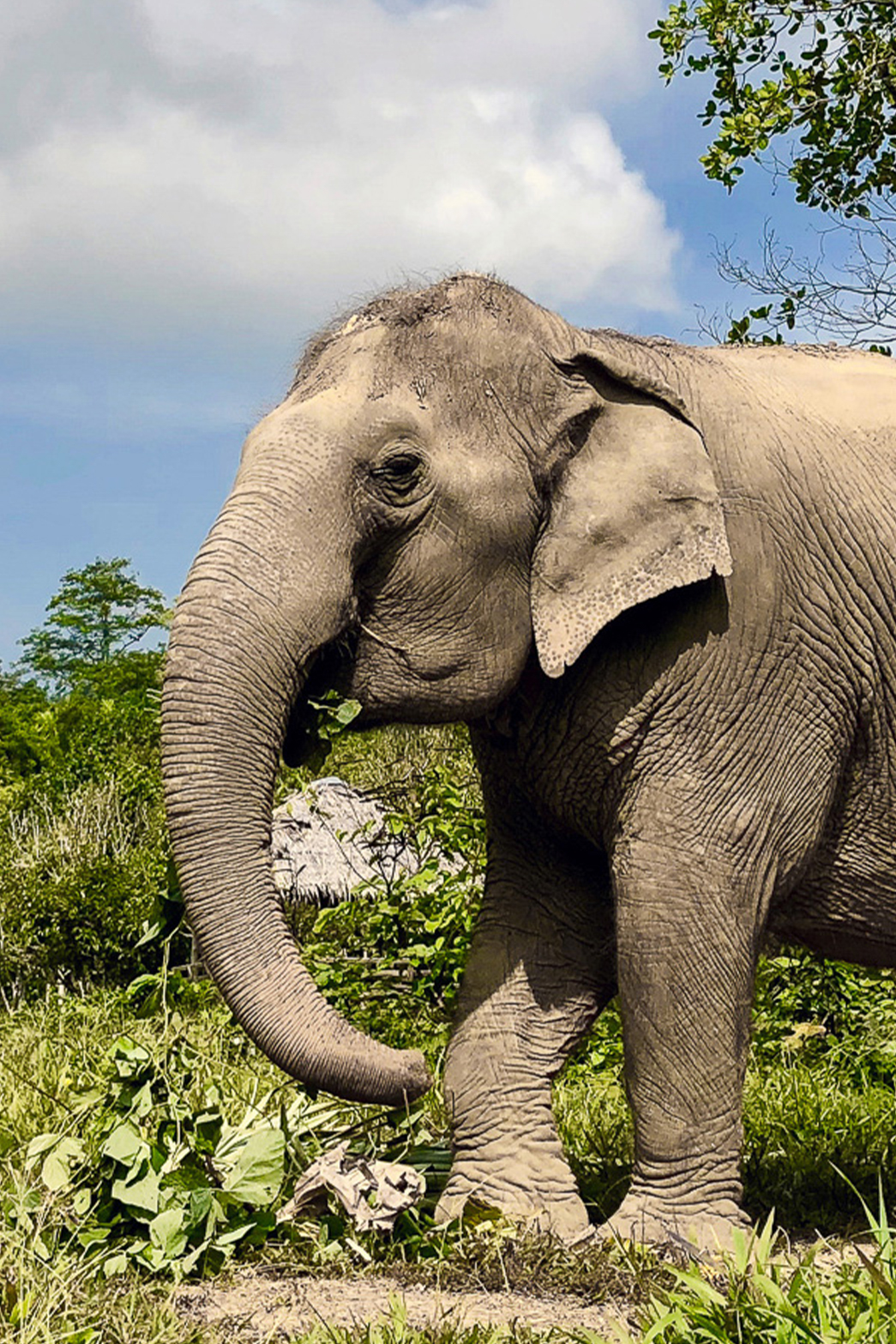 phuketelephantsanctuary_the_herd_sroy-fah a large elephant walking through a lush green field
