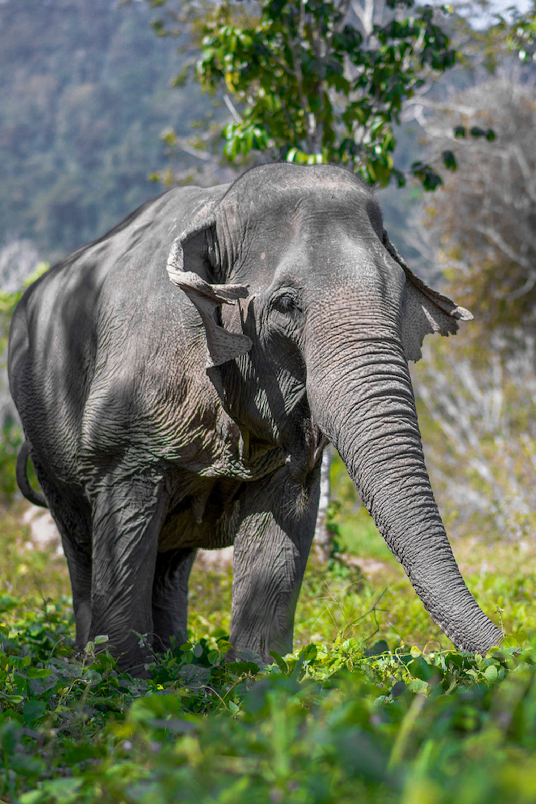 phuketelephantsanctuary_the_herd_tong-kwaw a small elephant standing on top of a grass covered field