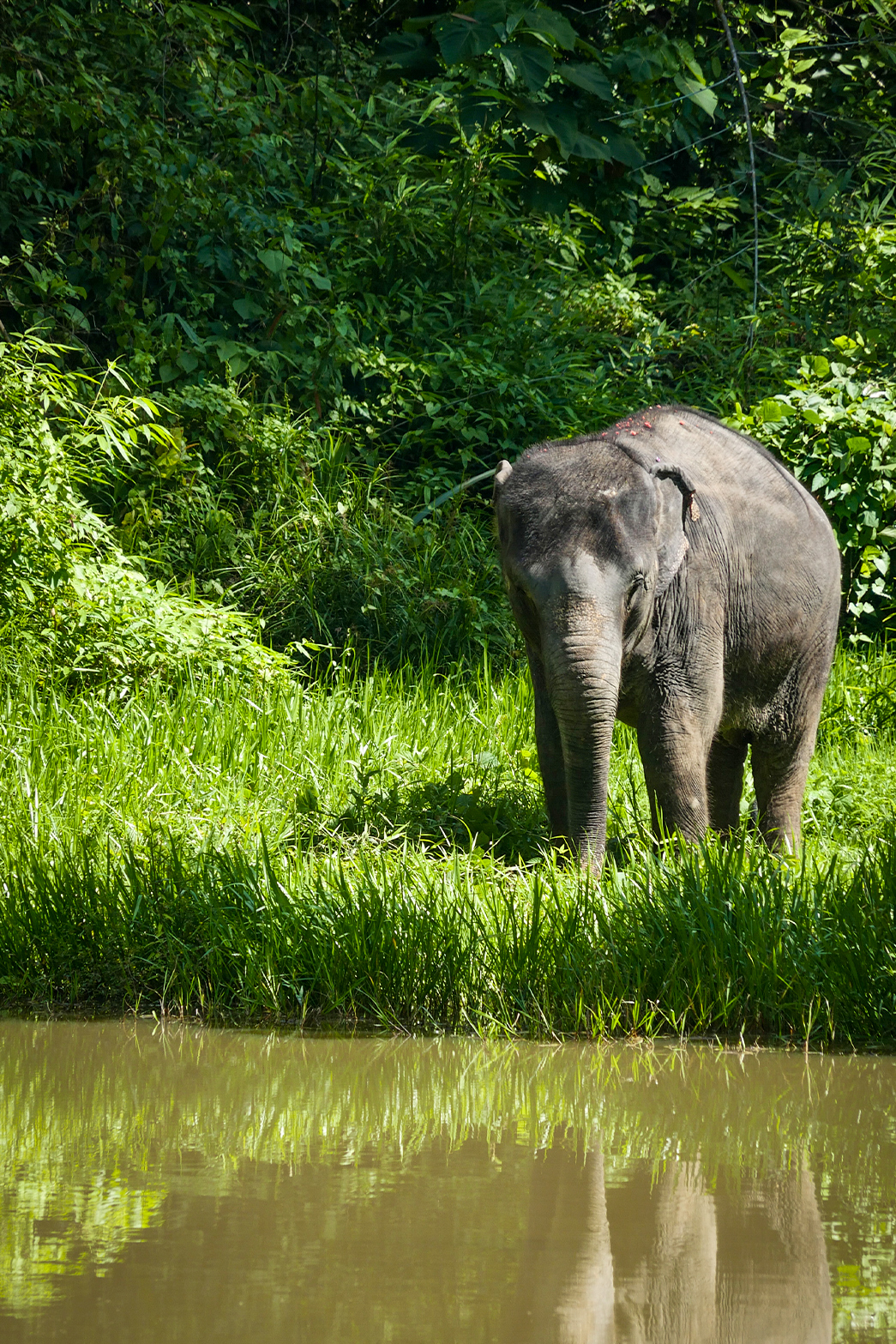 phuketelephantsanctuary_the_herd_vanda a large elephant standing next to a body of water