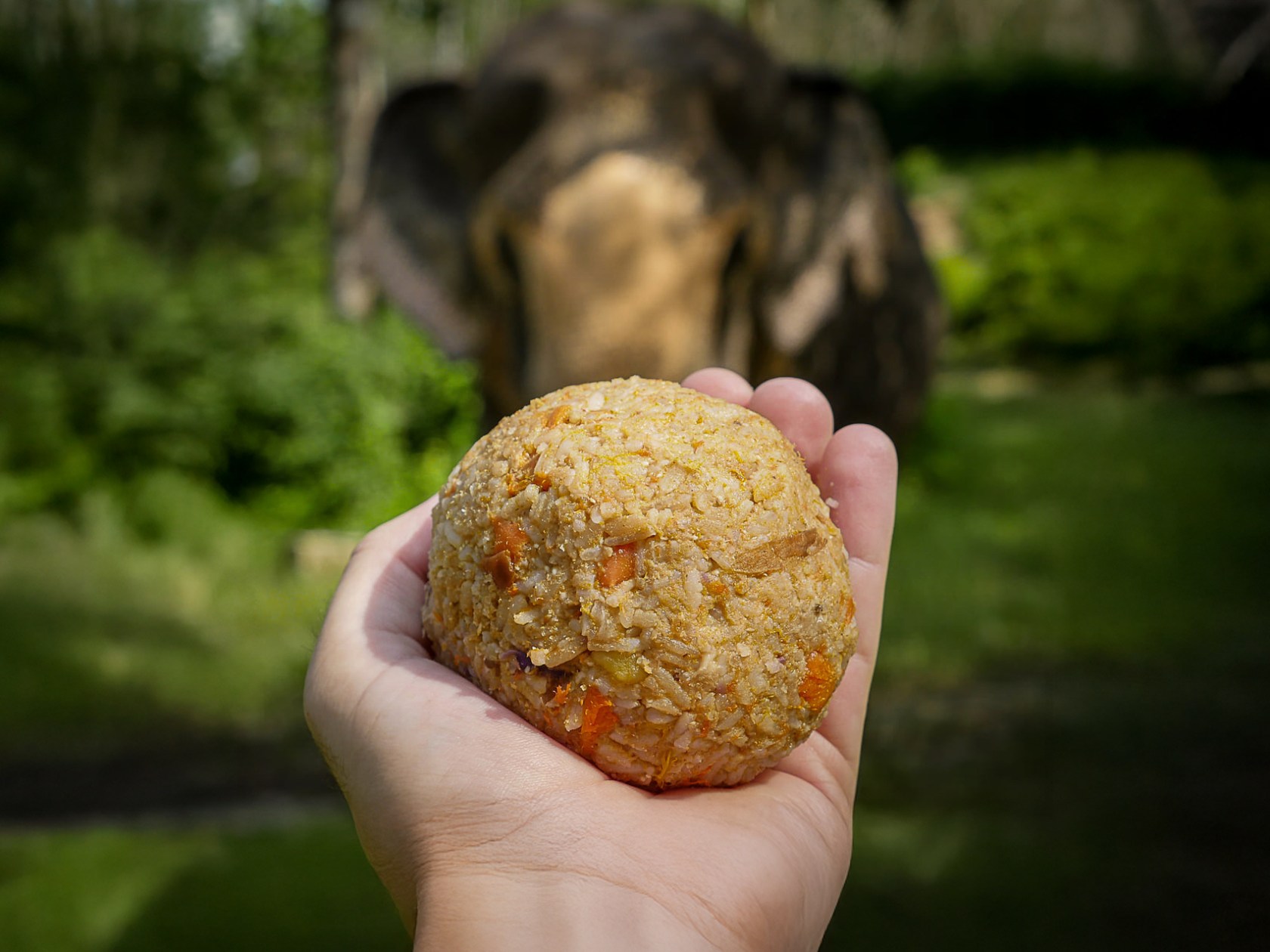 a hand holding a rice ball