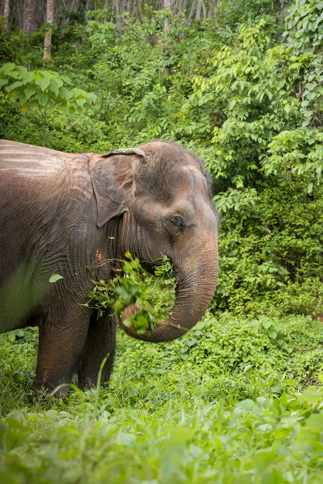 phuketelephantsanctuary_the_herd_gularp a large elephant standing on a lush green forest