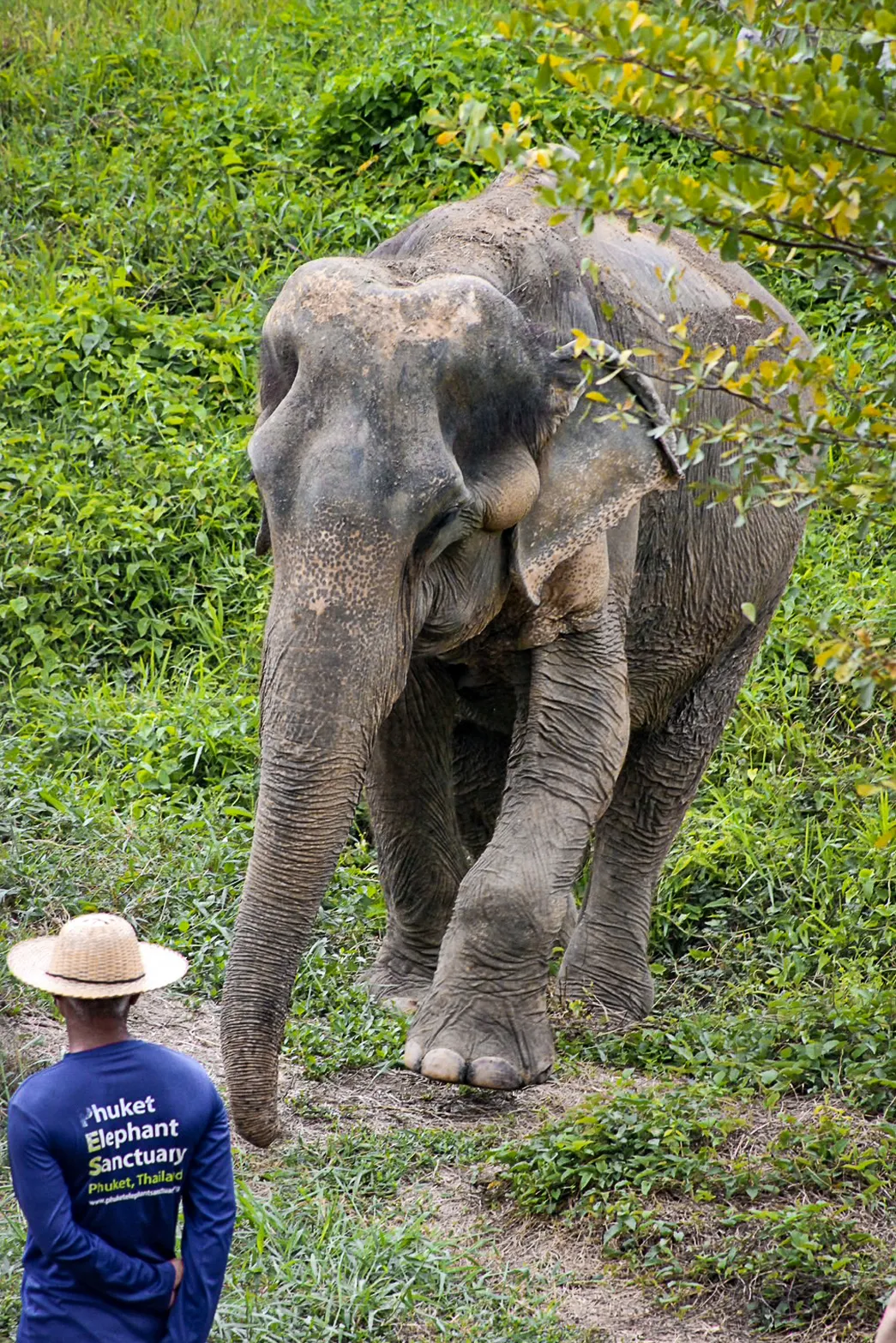 phuketelephantsanctuary_the_herd_than-tawan a elephant that is standing in the grass