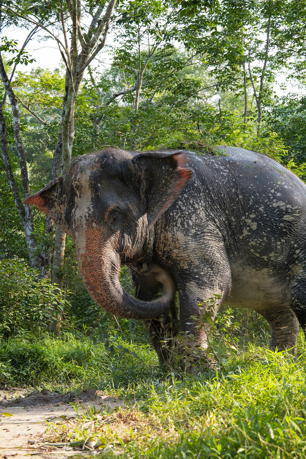 Tong Urai’s story marks a new beginning—one of rest, healing, and freedom. We are honored to offer her a true home where she will be respected and loved for the rest of her life. a elephant that is standing in the grass