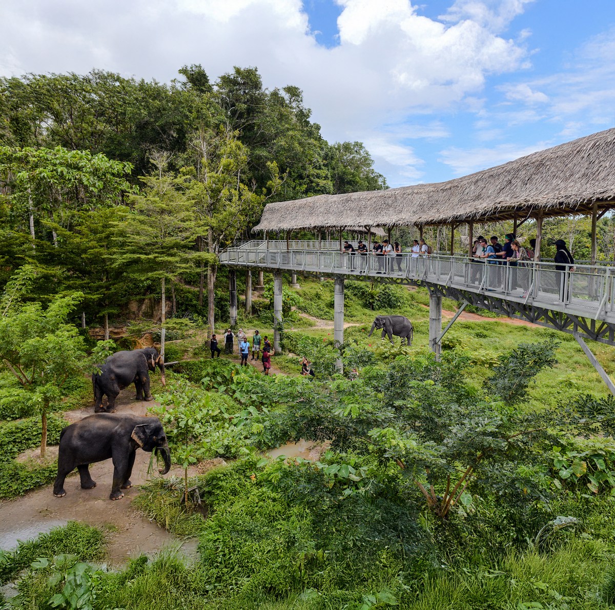 phuketelephantsanctuary_corporate_groups phuketelephantsanctuary_corporate_groups