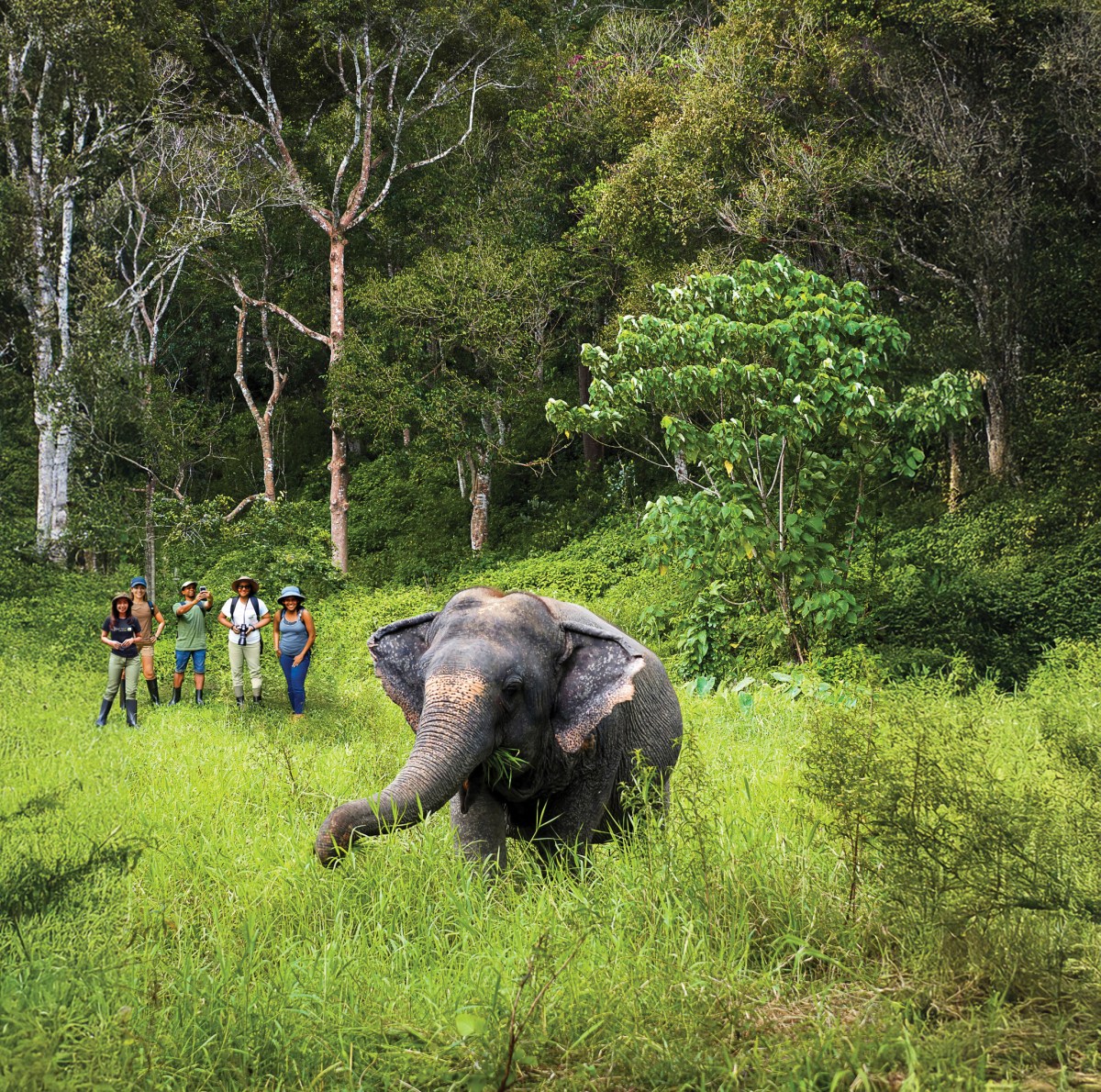 phuketelephantsanctuary_exclusive_tour an exclusive VIP tour at Phuket Elephant Sanctuary
