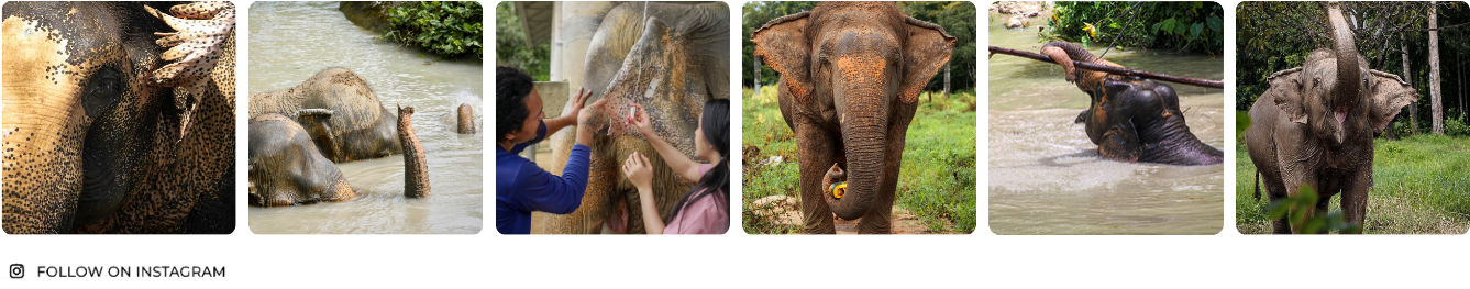 Collage of elephants: close-up, swimming, being washed by people, with fruit, playing in water, on grass.