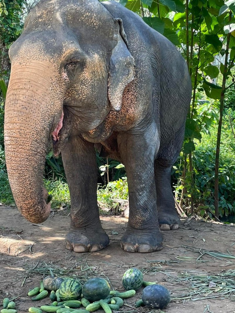 Elephant standing near watermelons and cucumbers in a lush green setting.