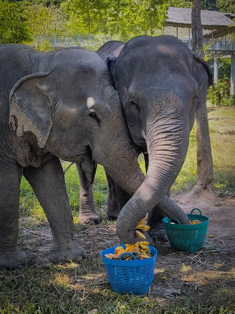 Two elephants eating bananas from blue baskets on grass.