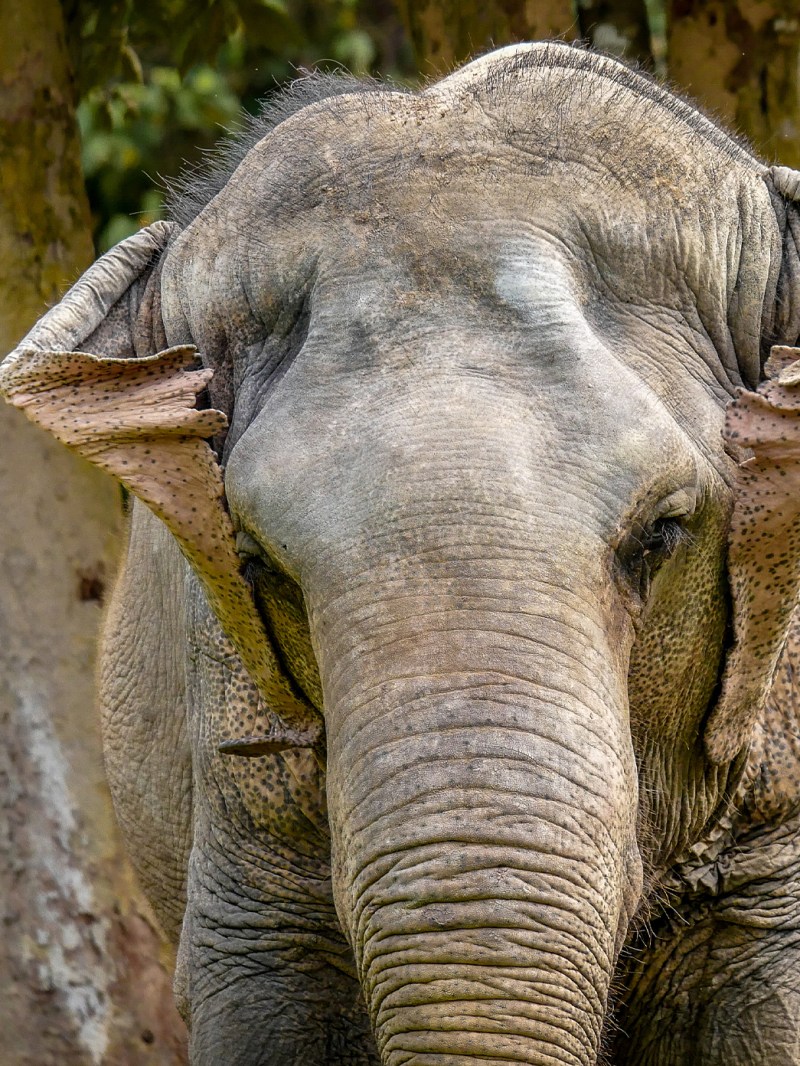 Close-up of an elephant's face with one ear flapped forward.