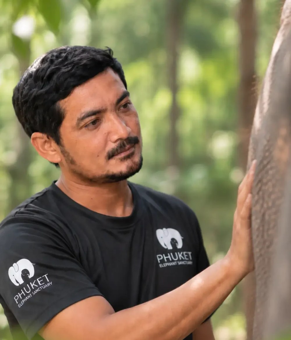 Man in black shirt touching an elephant outdoors in a forest setting.