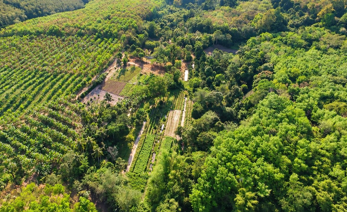 Aerial view of lush green farmland and dense forest.