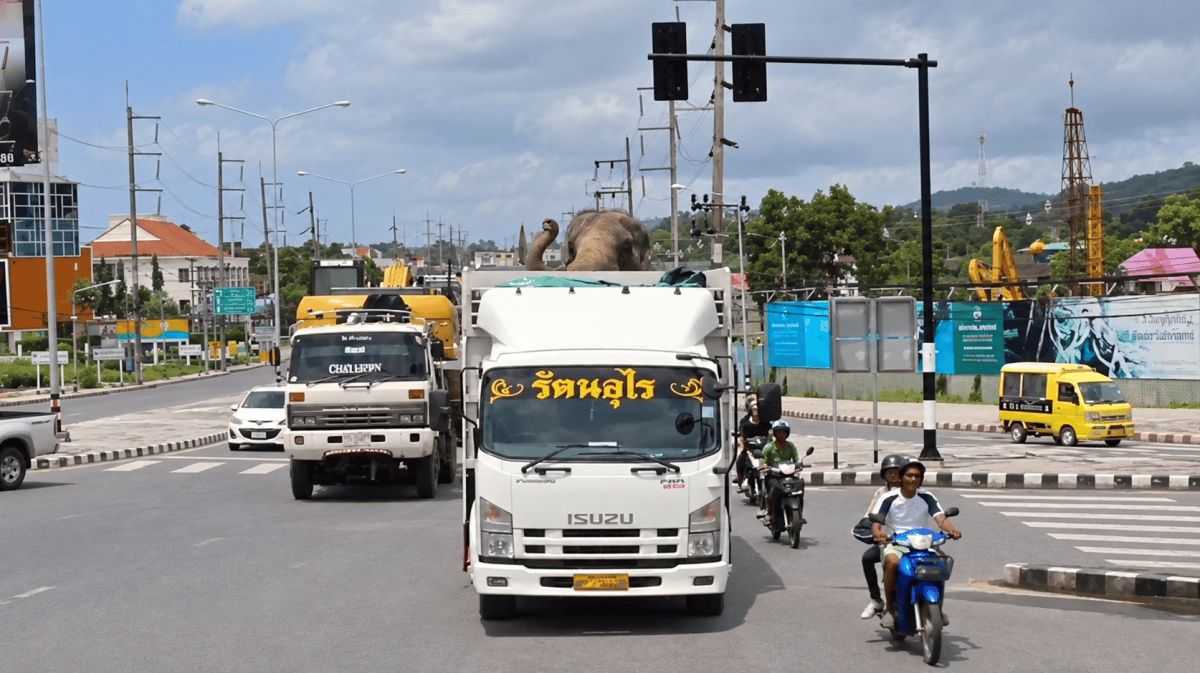 Elephant in a white truck on a busy street with vehicles and cloudy sky.