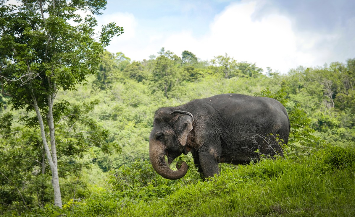 Elephant standing on grassy hill with trees in the background.