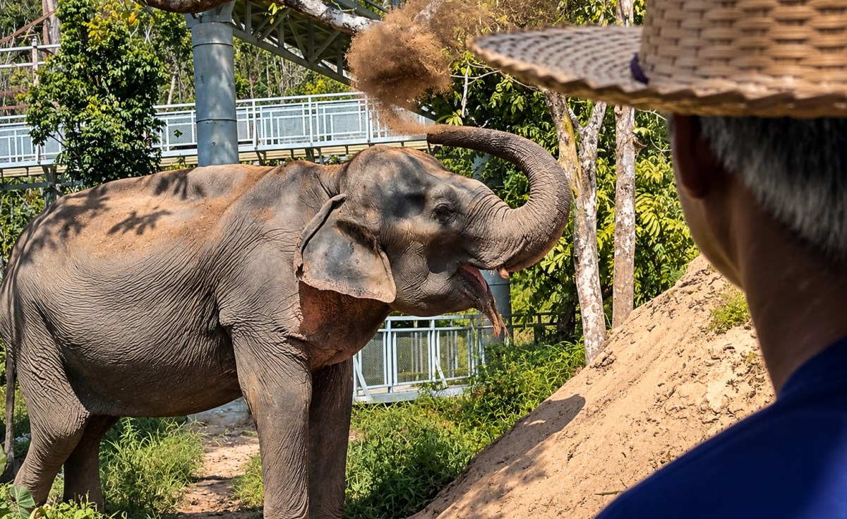 Elephant throwing dirt with trunk, watched by a person in a straw hat.